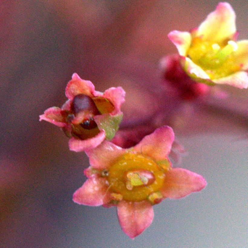 Cotinus Grace - Scotano (Fioritura)