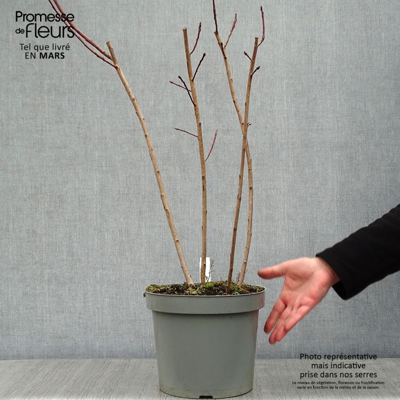 Cotinus Grace - Arbre à perruque en pot de 10L esemplare consegnato in inverno