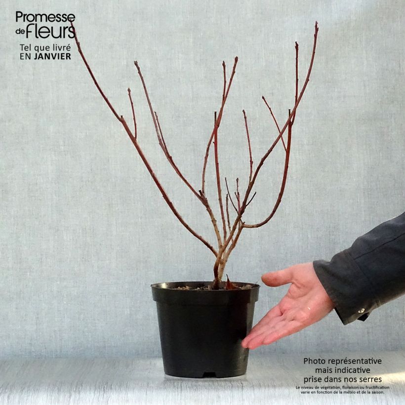 Cotinus Grace - Arbre à perruque en pot de 3,5L esemplare consegnato in inverno