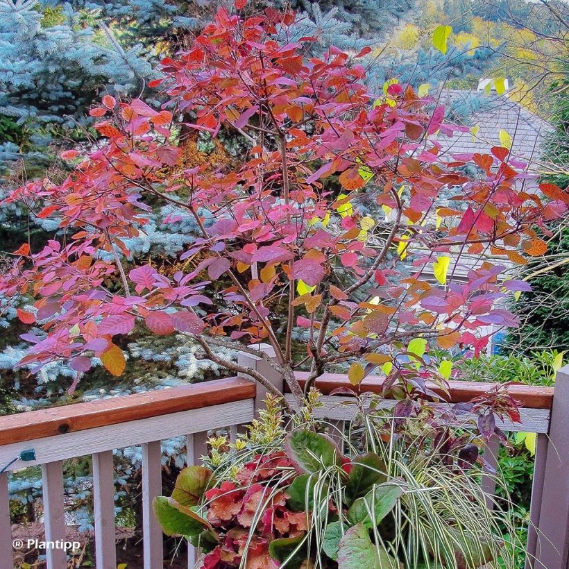 Cotinus coggygria Old Fashioned (Porto)