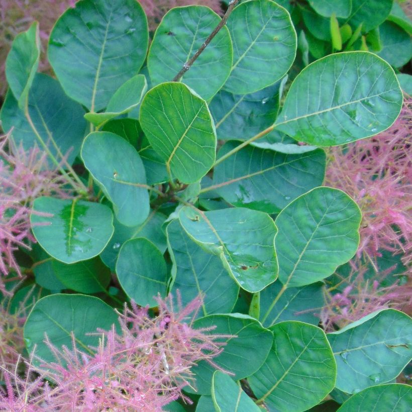 Cotinus coggygria Joe (Fogliame)