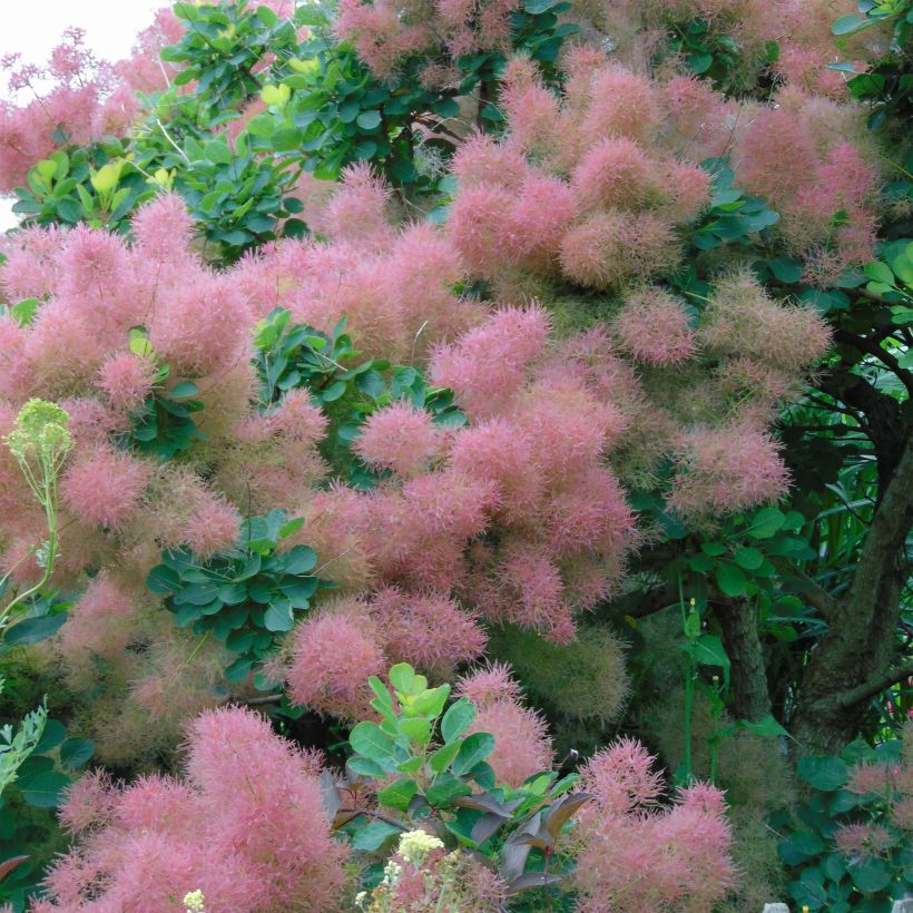 Cotinus coggygria Joe (Fioritura)