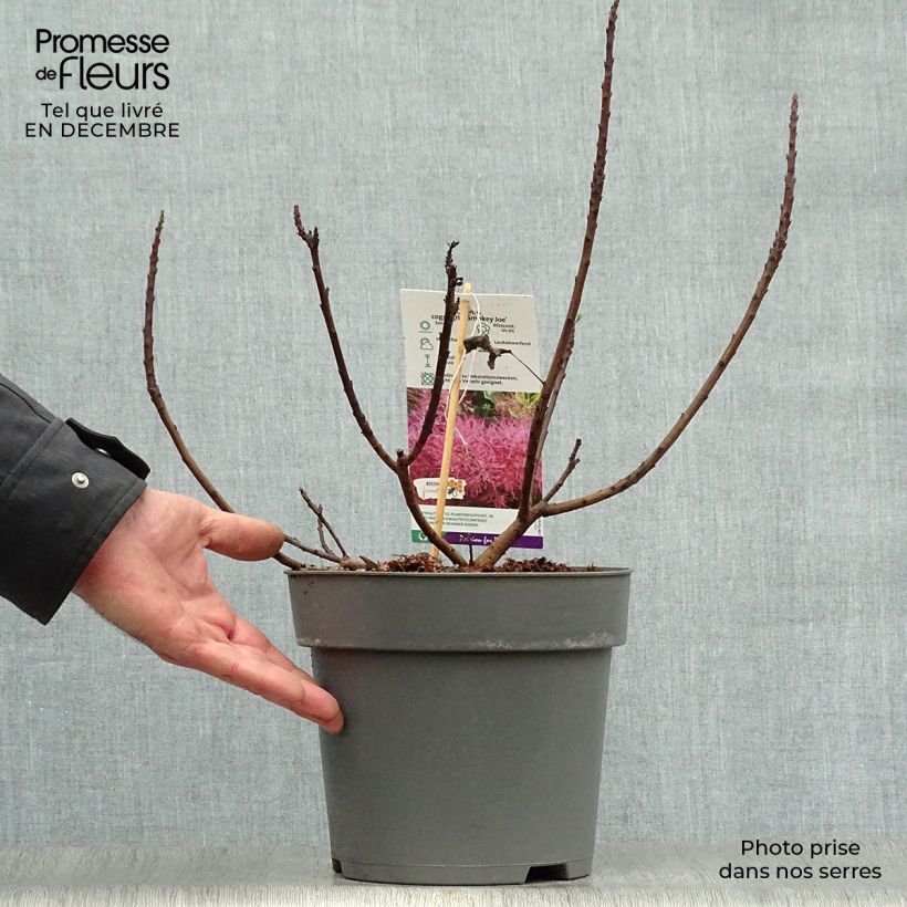 Cotinus Smokey Joe - Arbre à perruque nain. Pot de 3L/4L esemplare consegnato in inverno