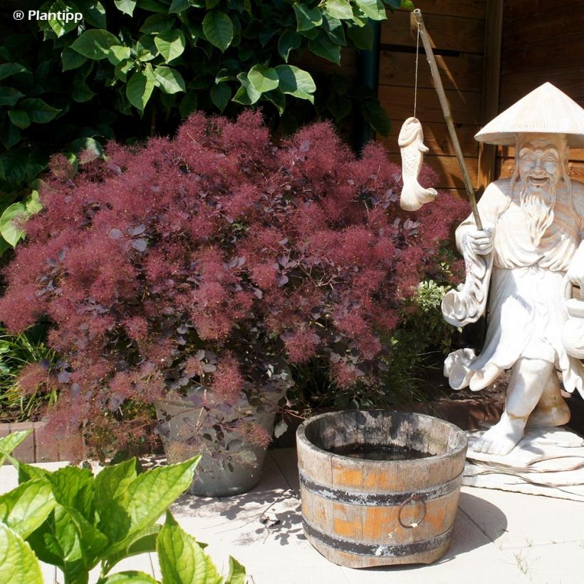 Cotinus coggygria Dusky Maiden (Porto)