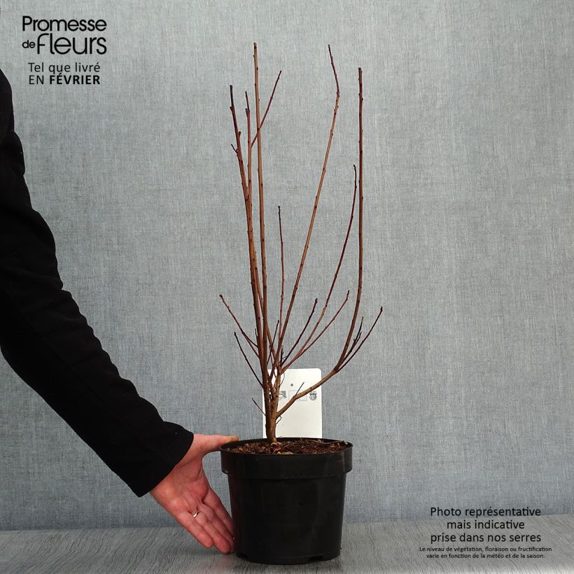 Cotinus coggygria Dusky Maiden - Arbre à Perruques Pot de 3L/4L esemplare consegnato in inverno