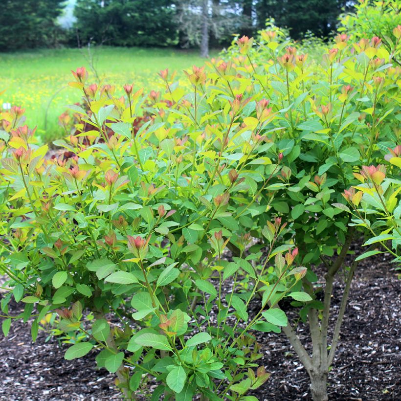 Cotinus coggygria Flame (Porto)