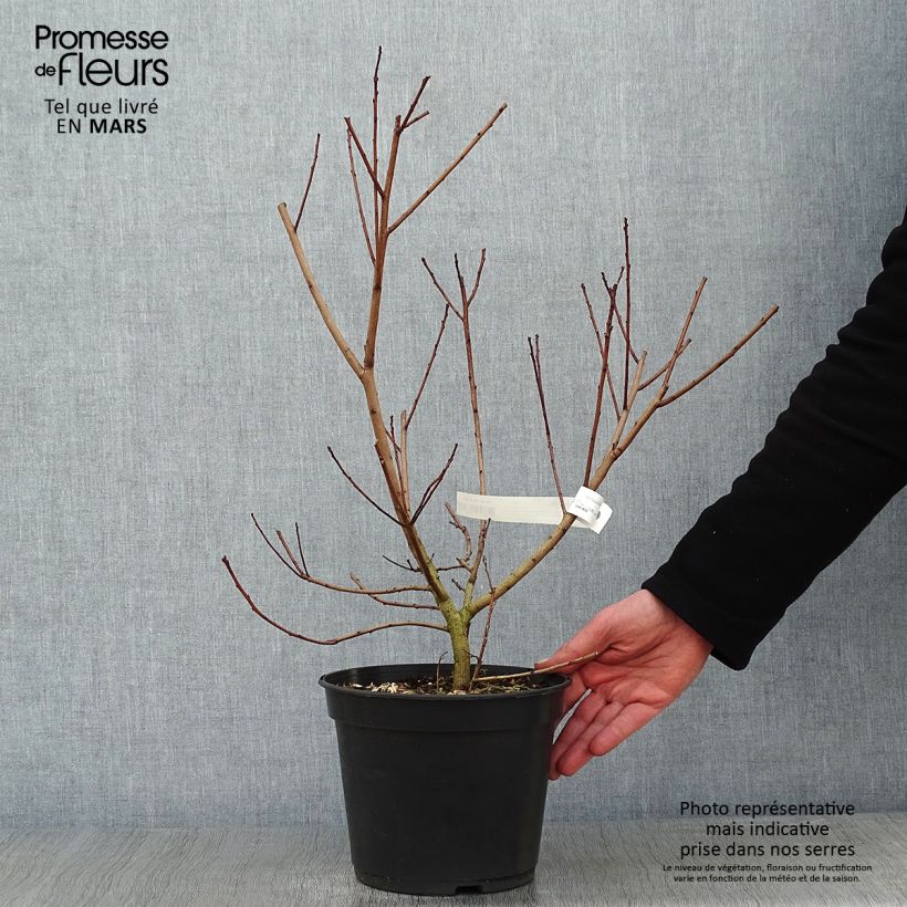 Cotinus coggygria Flamissimo - Arbre à perruque Pot de 4L/5L esemplare consegnato in inverno