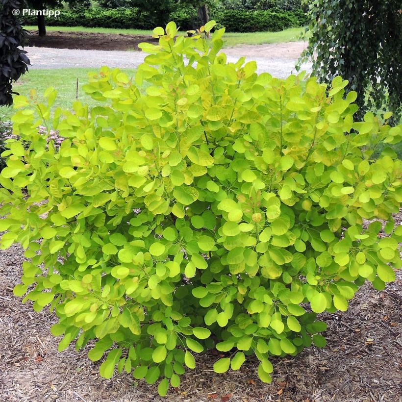 Cotinus coggygria Golden Lady (Porto)