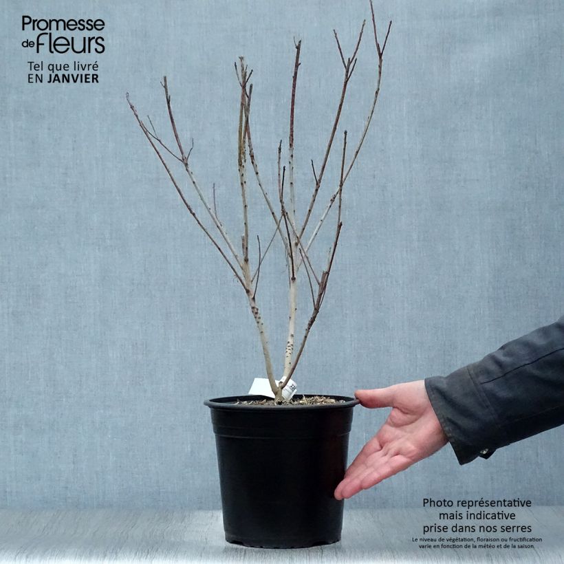 Cotinus coggygria Golden Lady - Arbre à perruque Pot de 3L/4L esemplare consegnato in inverno