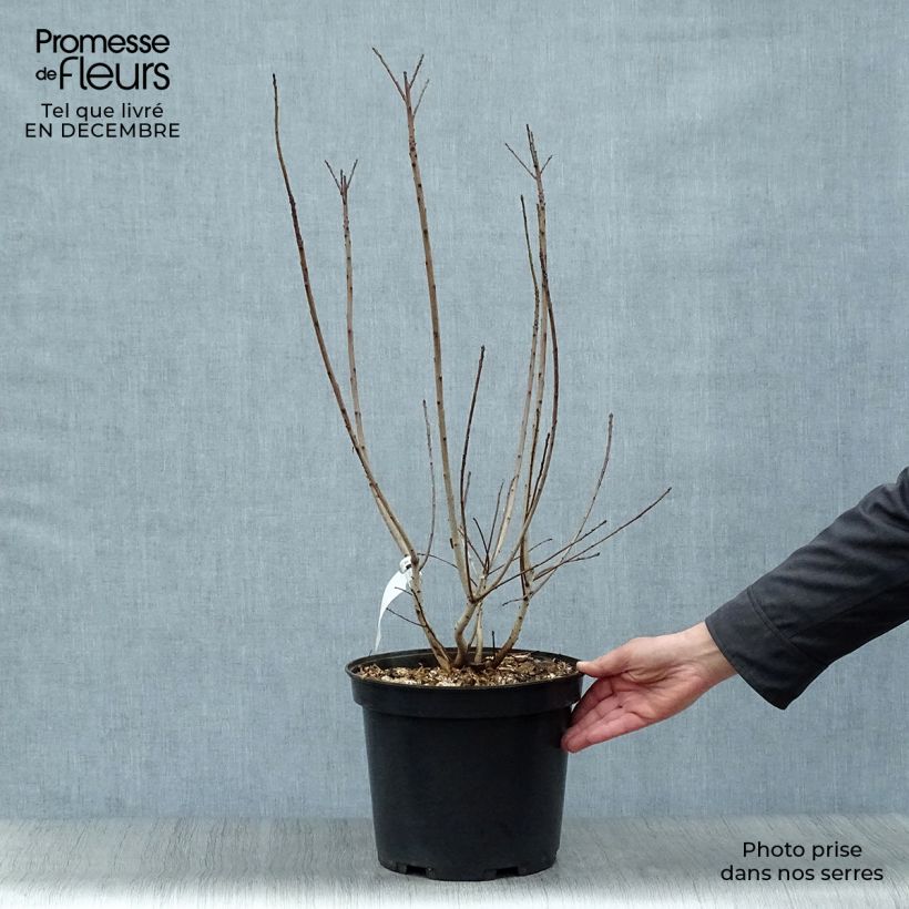 Cotinus coggygria Golden Lady - Arbre à perruque en pot de 7,5L/10L esemplare consegnato in inverno