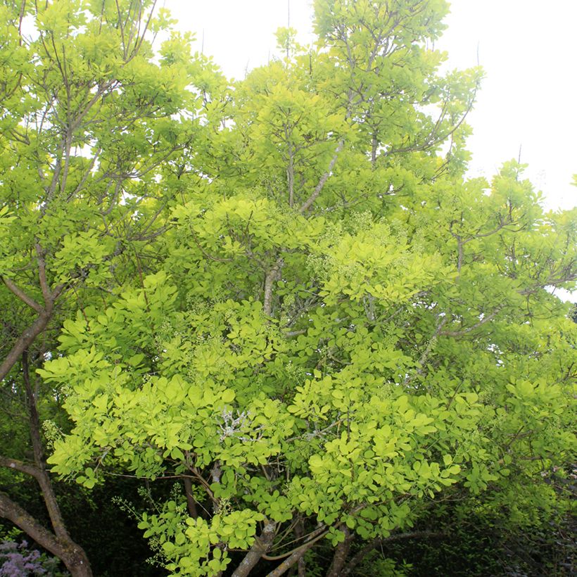 Cotinus coggygria Golden Spirit (Porto)