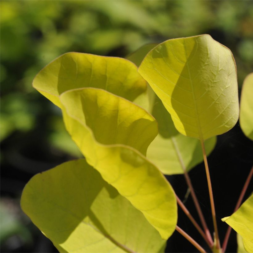 Cotinus coggygria Golden Spirit (Fogliame)