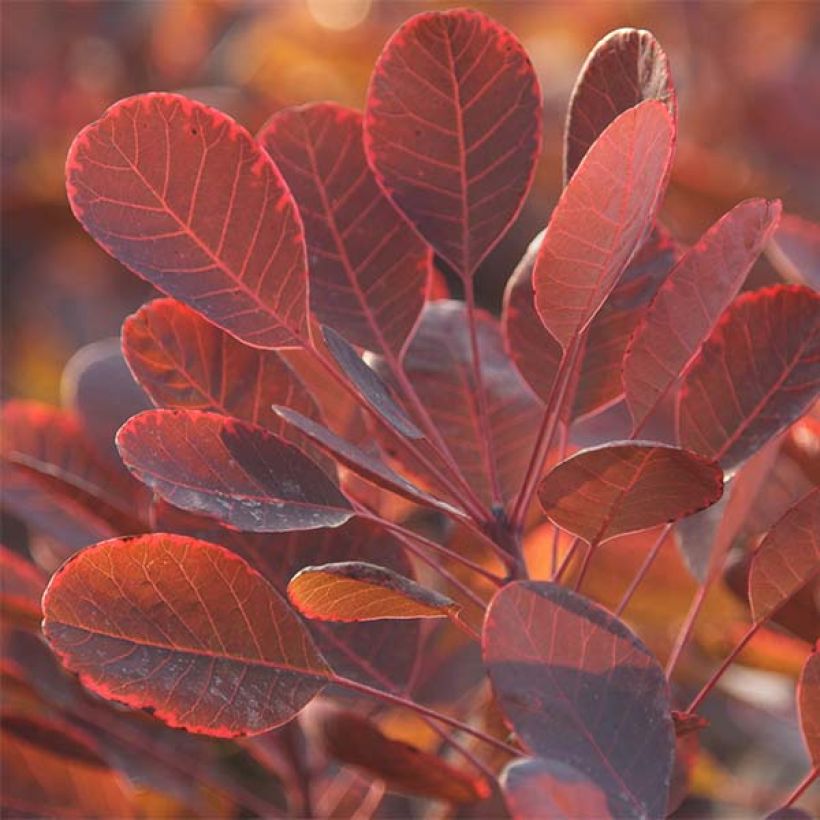 Cotinus coggygria Lilla (Fogliame)