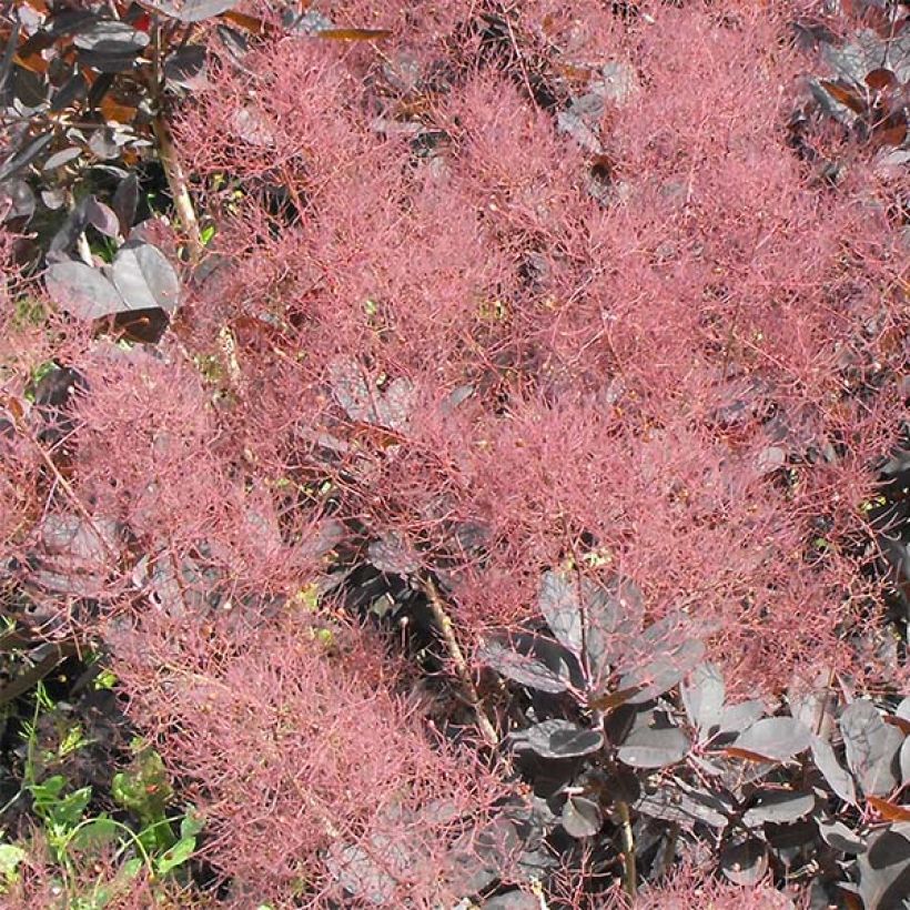 Cotinus coggygria Lilla (Fioritura)