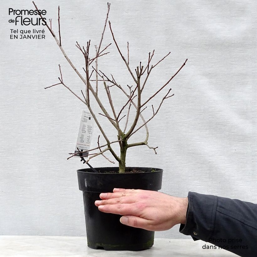 Cotinus coggygria Lilla - Arbre à perruque nain. Pot de 3L/4L esemplare consegnato in inverno