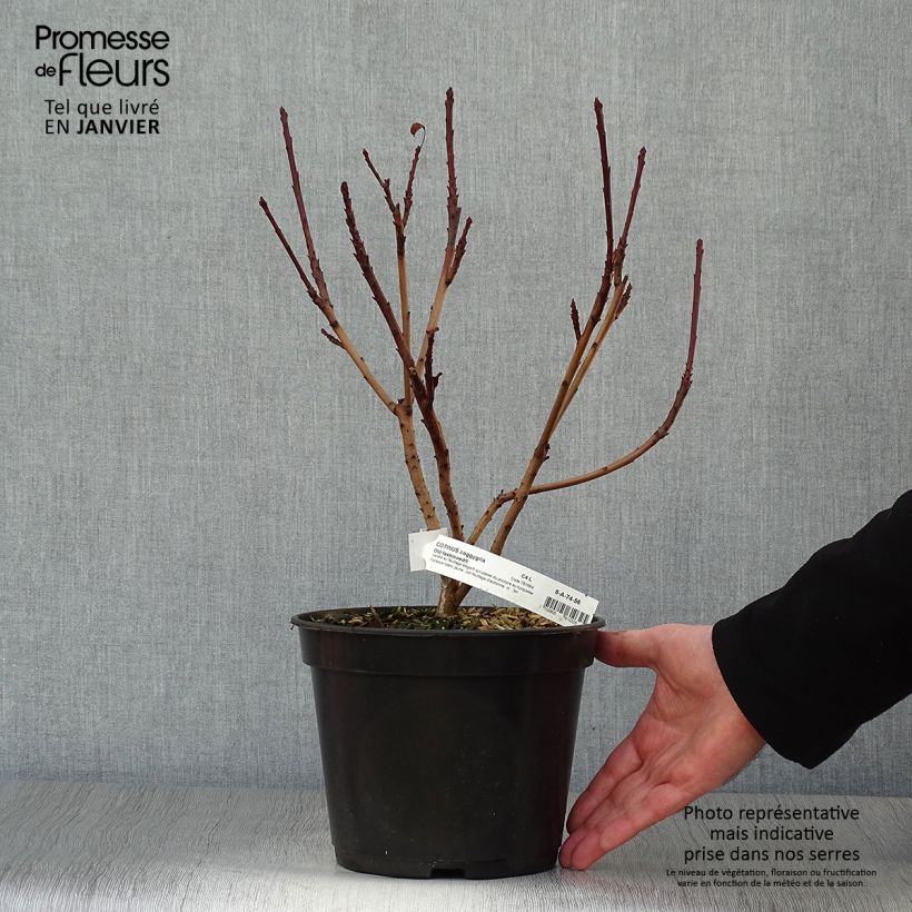 Cotinus coggygria Old Fashioned - Arbre à Perruques Pot de 3L/4L esemplare consegnato in inverno