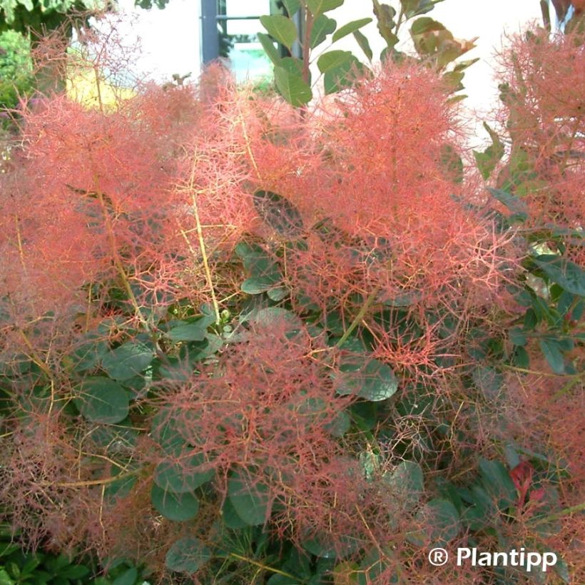 Cotinus coggygria Red Spirit (Fioritura)