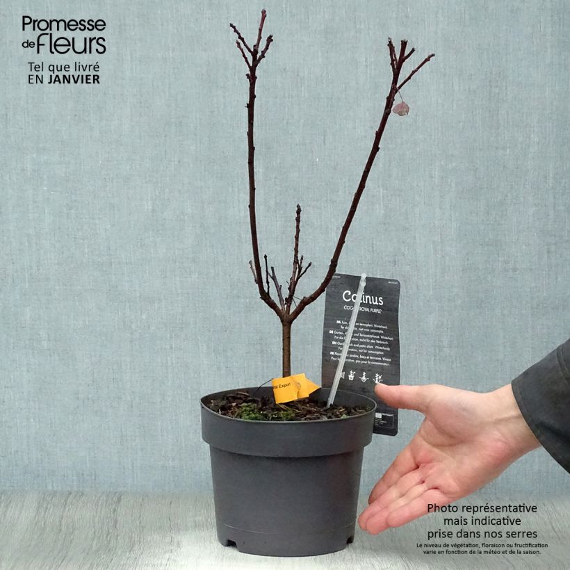 Cotinus coggygria Royal Purple 30/40cm en pot de 2L/3L - Arbre à perruque esemplare consegnato in inverno