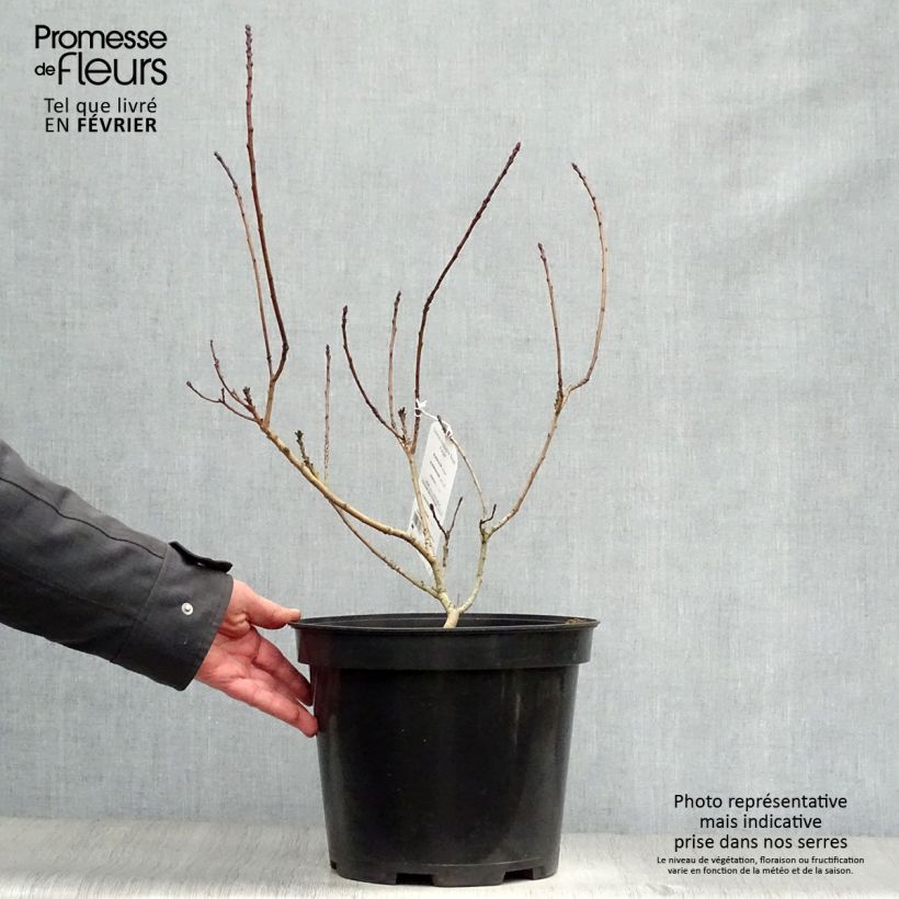 Cotinus coggygria Royal Purple - Arbre à perruque en pot de 5L esemplare consegnato in inverno