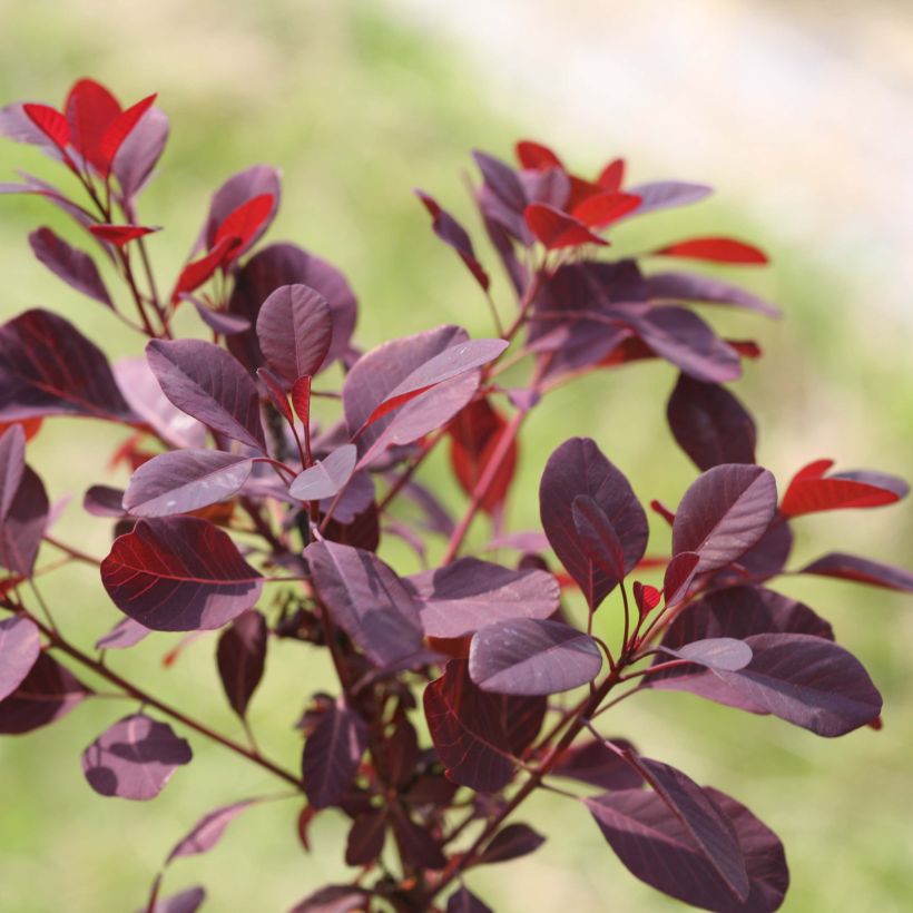 Cotinus coggygria Winecraft Black (Fogliame)