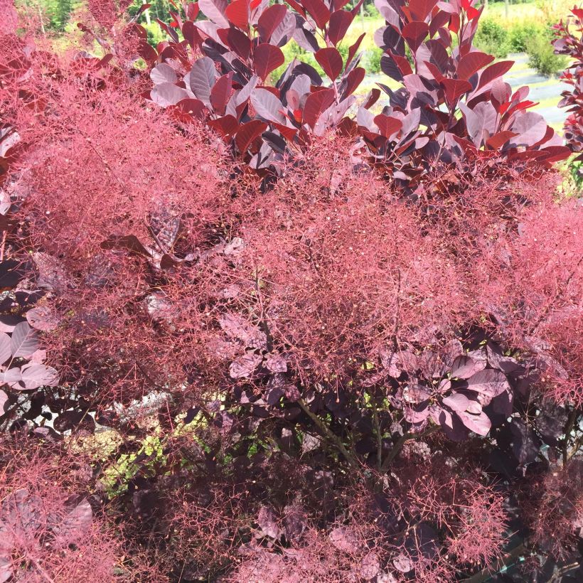 Cotinus coggygria Winecraft Black (Fioritura)