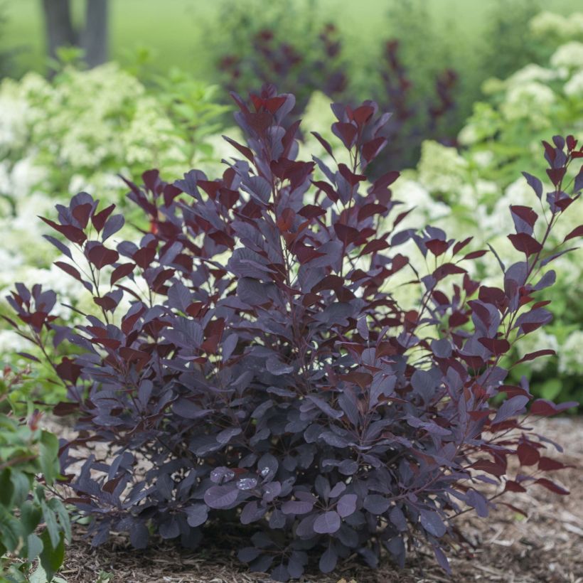 Cotinus coggygria Winecraft Black (Porto)