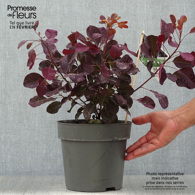 Esemplare di Cotinus coggygria Winecraft Black - Arbre à perruque Pot de 3L/4L come consegnato in autunno