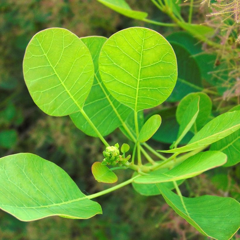 Cotinus coggygria Young Lady (Fogliame)