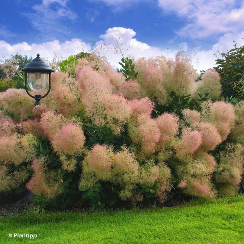 Cotinus coggygria Young Lady (Porto)