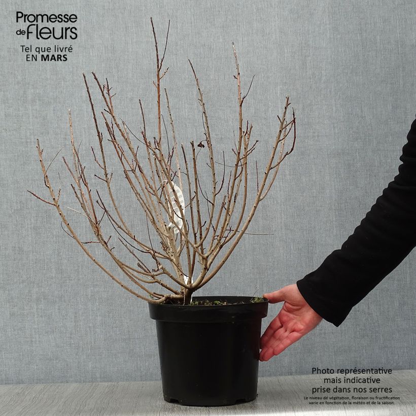 Cotinus coggygria Young Lady - Arbre à Perruque en pot de 6L/7L  esemplare consegnato in inverno