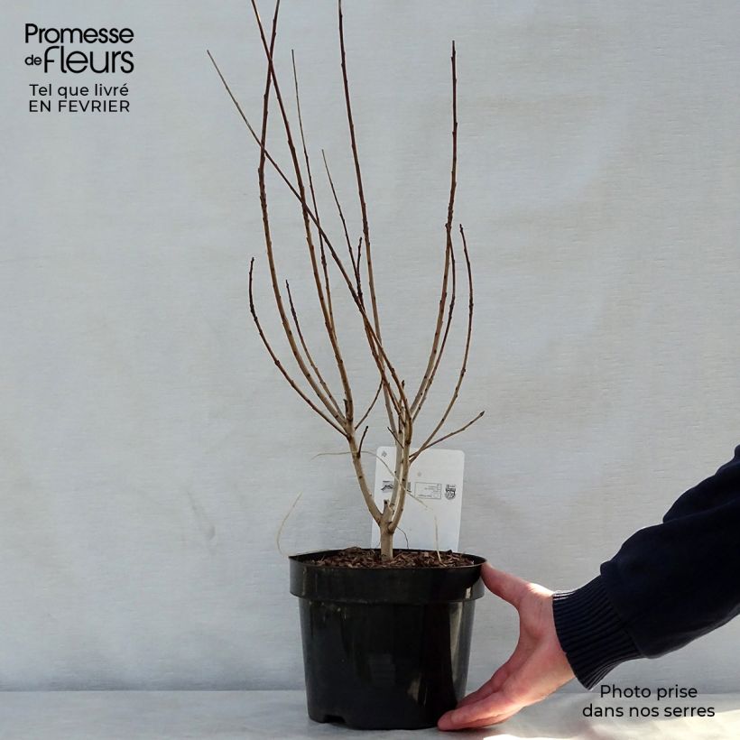 Cotinus coggygria Young Lady - Arbre à Perruque en pot de 2/3 L esemplare consegnato in inverno