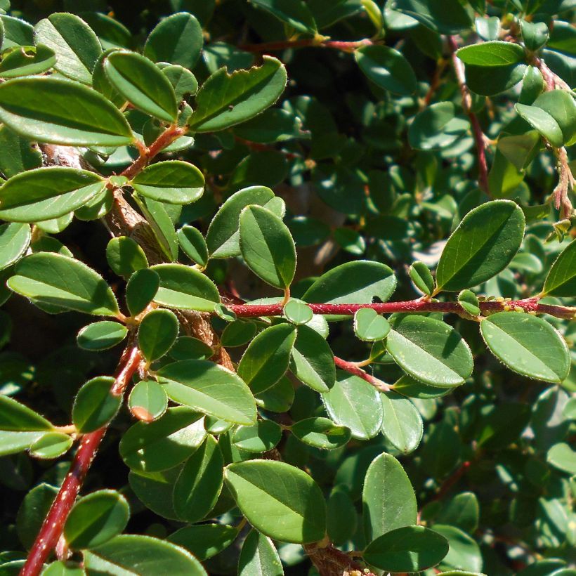 Cotoneaster suecicus Skogholm (Fogliame)