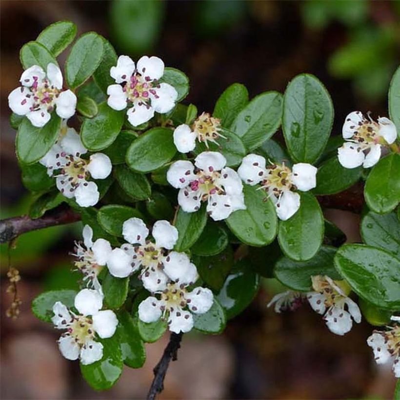 Cotoneaster suecicus Skogholm (Fioritura)