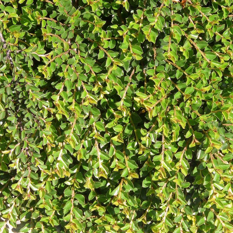 Cotoneaster adpressus (Fogliame)