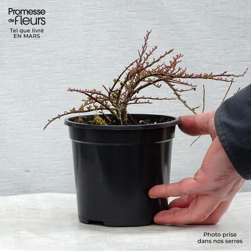 Cotoneaster adpressus - Cotonéaster rampant. Pot de 1,5L/2L esemplare consegnato in inverno