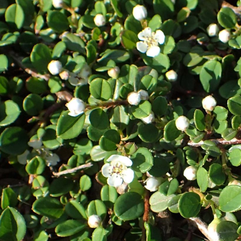 Cotoneaster congestus (Fogliame)