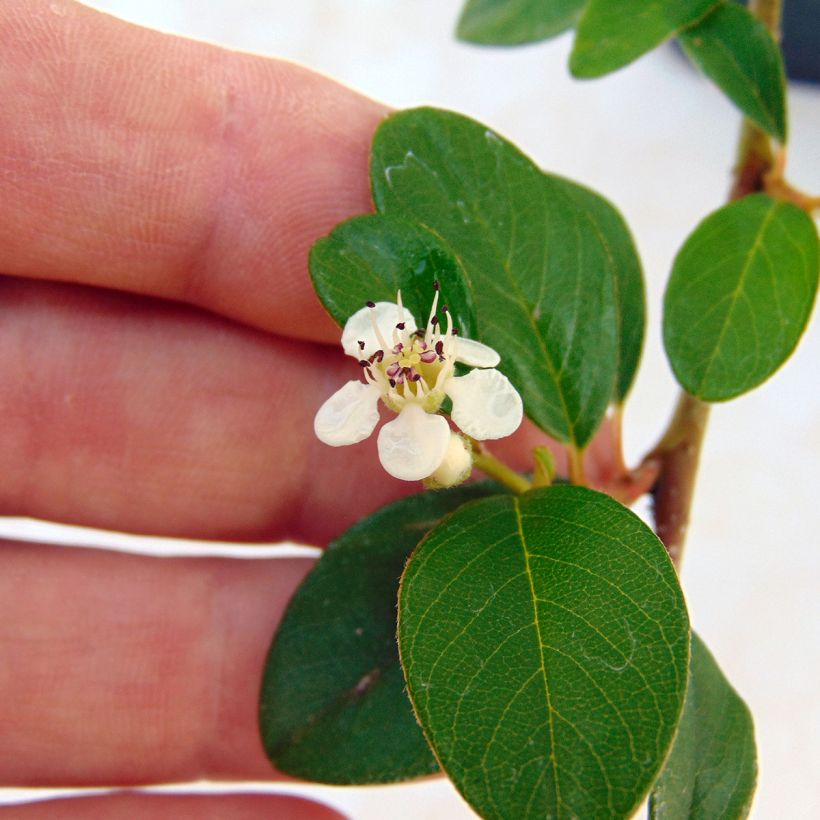 Cotoneaster dammeri (Fioritura)