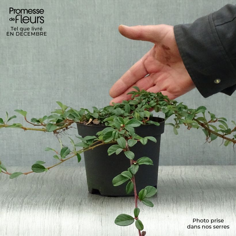 Cotoneaster dammeri - Cotoneaster de Dammer en pot de 1,3L esemplare consegnato in inverno