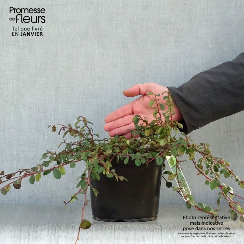 Cotoneaster dammeri - Cotoneaster de Dammer en pot de 2L/3L esemplare consegnato in inverno