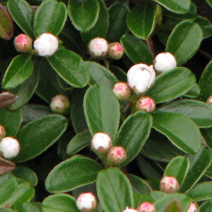 Cotoneaster dammeri Evergreen (Fogliame)