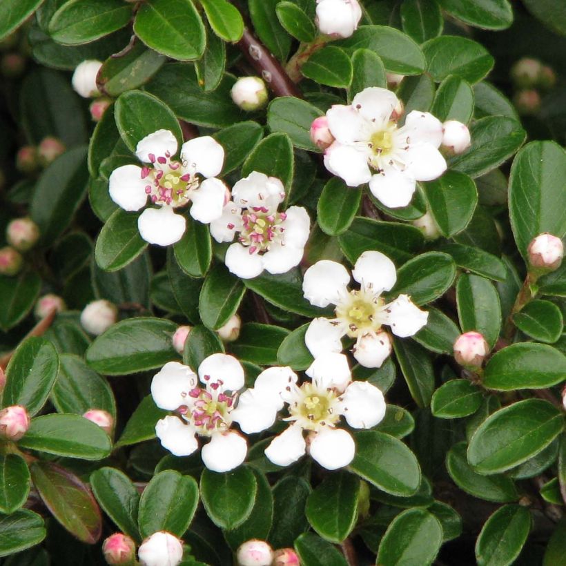 Cotoneaster dammeri Evergreen (Fioritura)