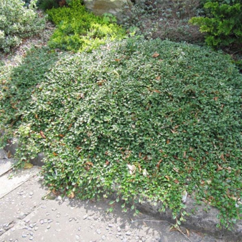 Cotoneaster dammeri Evergreen (Porto)