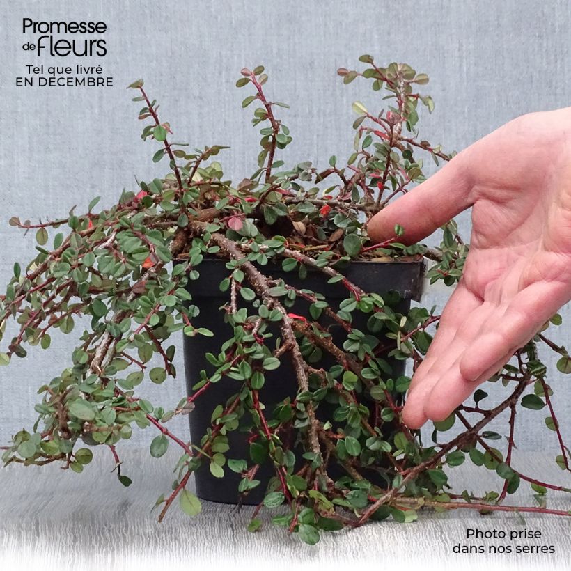 Cotoneaster dammeri Evergreen - Cotoneaster de Dammer Pot de 2L/3L esemplare consegnato in inverno