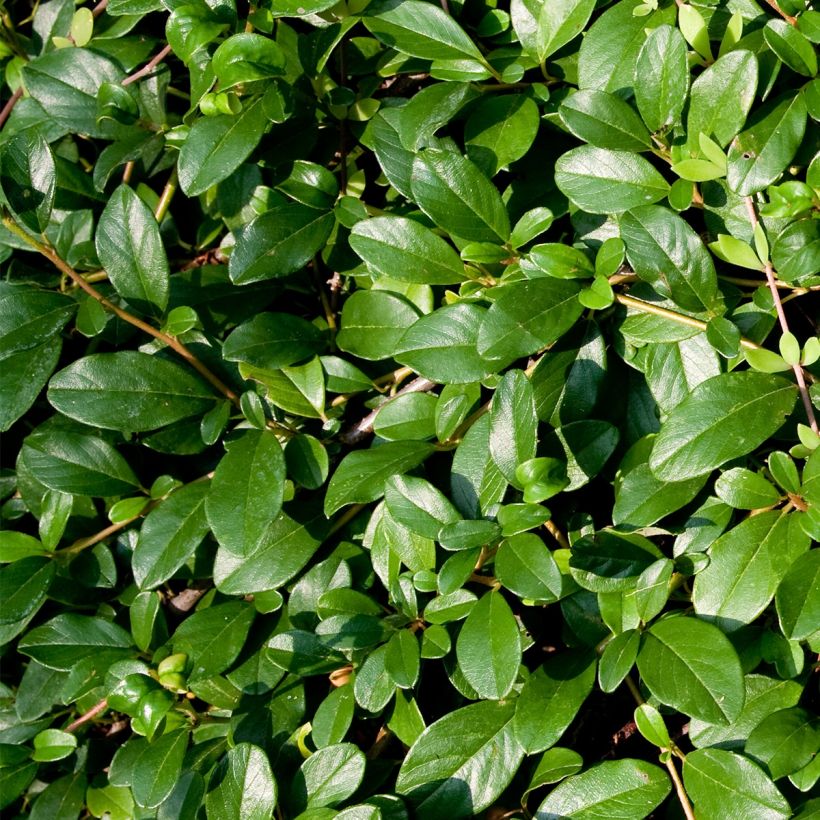 Cotoneaster dammeri Miranda (Fogliame)