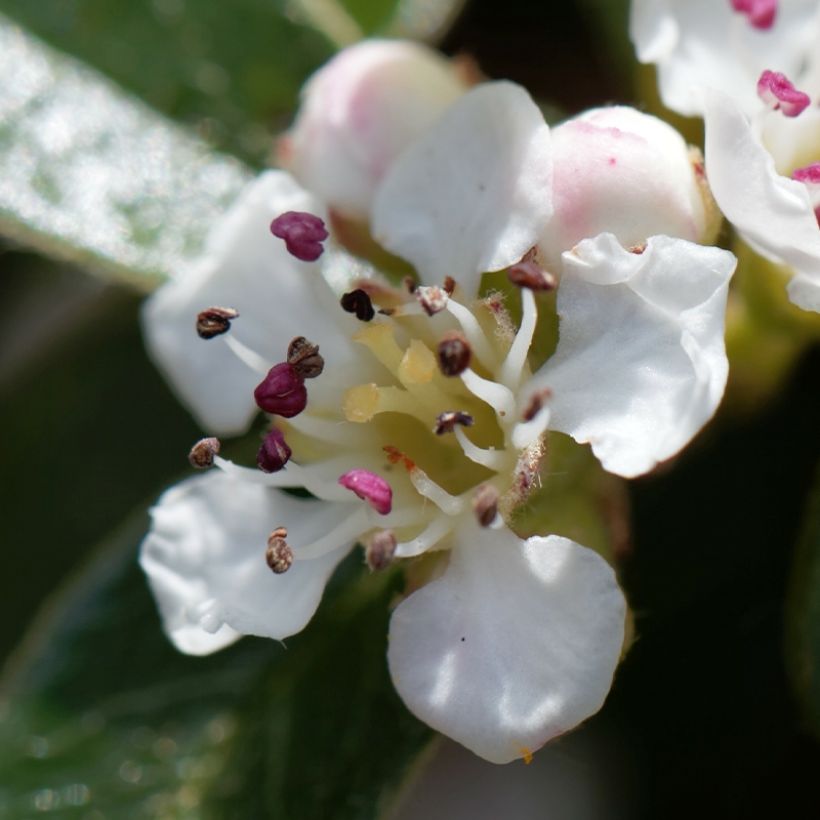 Cotoneaster dammeri Miranda (Fioritura)