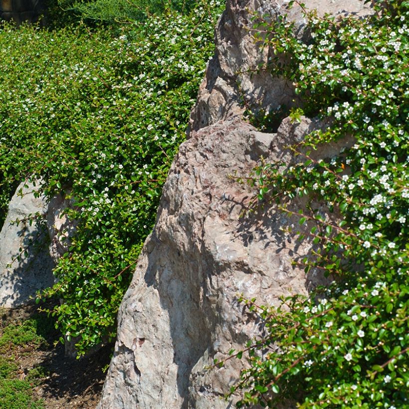 Cotoneaster dammeri Miranda (Porto)