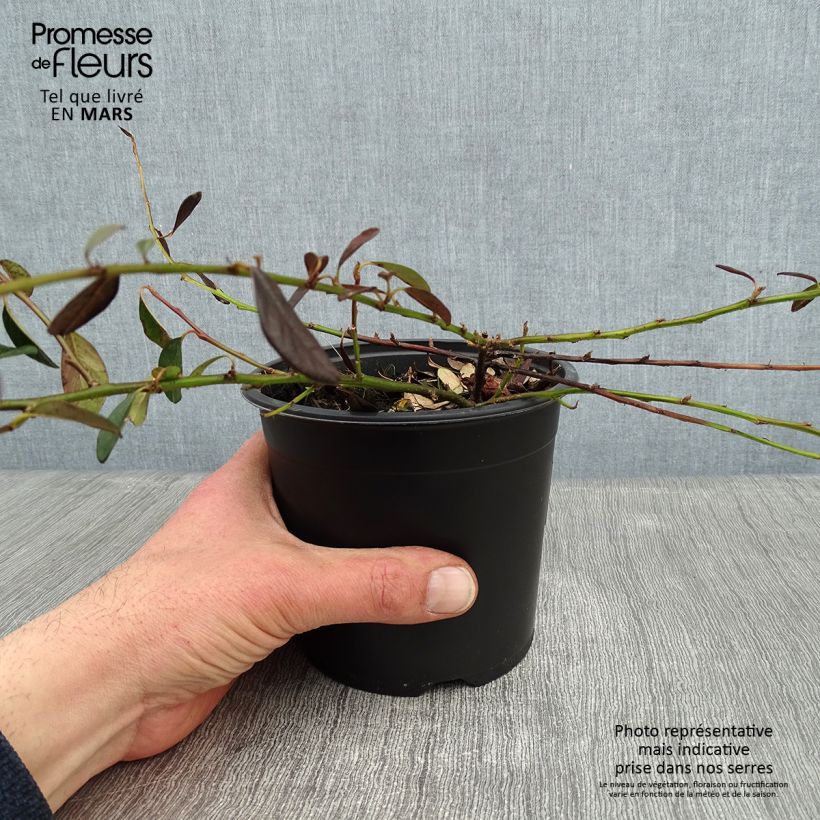 Cotoneaster dammeri Miranda Pot de 1L/1,5L esemplare consegnato in inverno