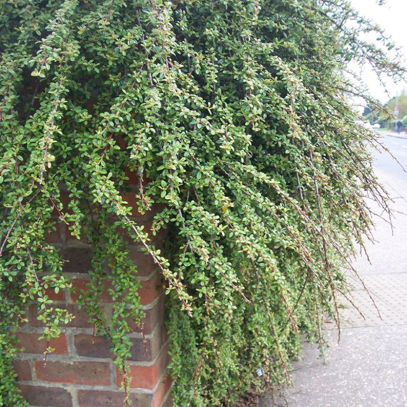 Cotoneaster dammeri Royal Carpet (Porto)