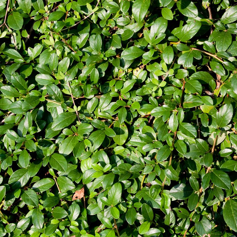 Cotoneaster dammeri Royal Carpet (Fogliame)