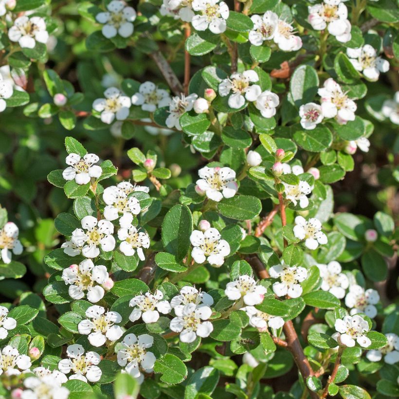 Cotoneaster dammeri Royal Carpet (Fioritura)